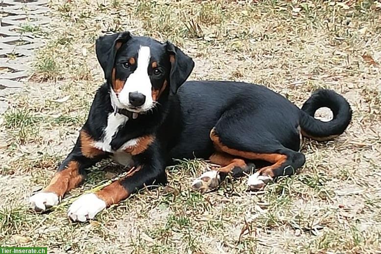 2 Appenzeller Sennenhund Welpen zu verkaufen