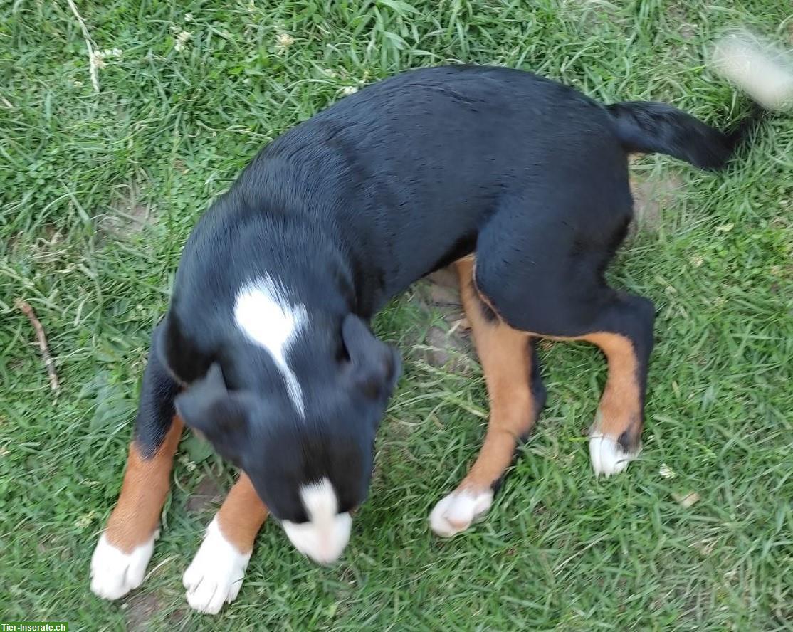 Bild 3: 2 Appenzeller Sennenhund Welpen zu verkaufen