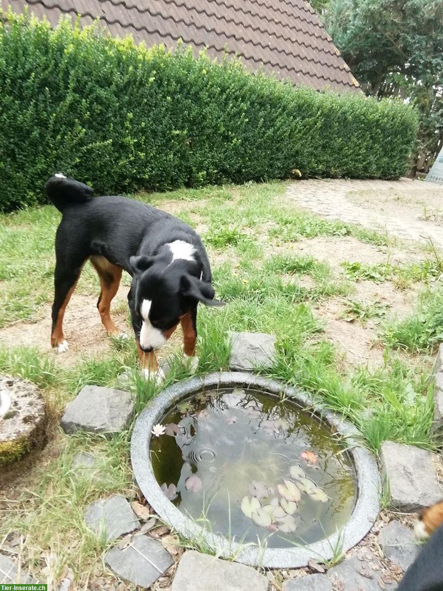 Bild 4: 2 Appenzeller Sennenhund Welpen zu verkaufen