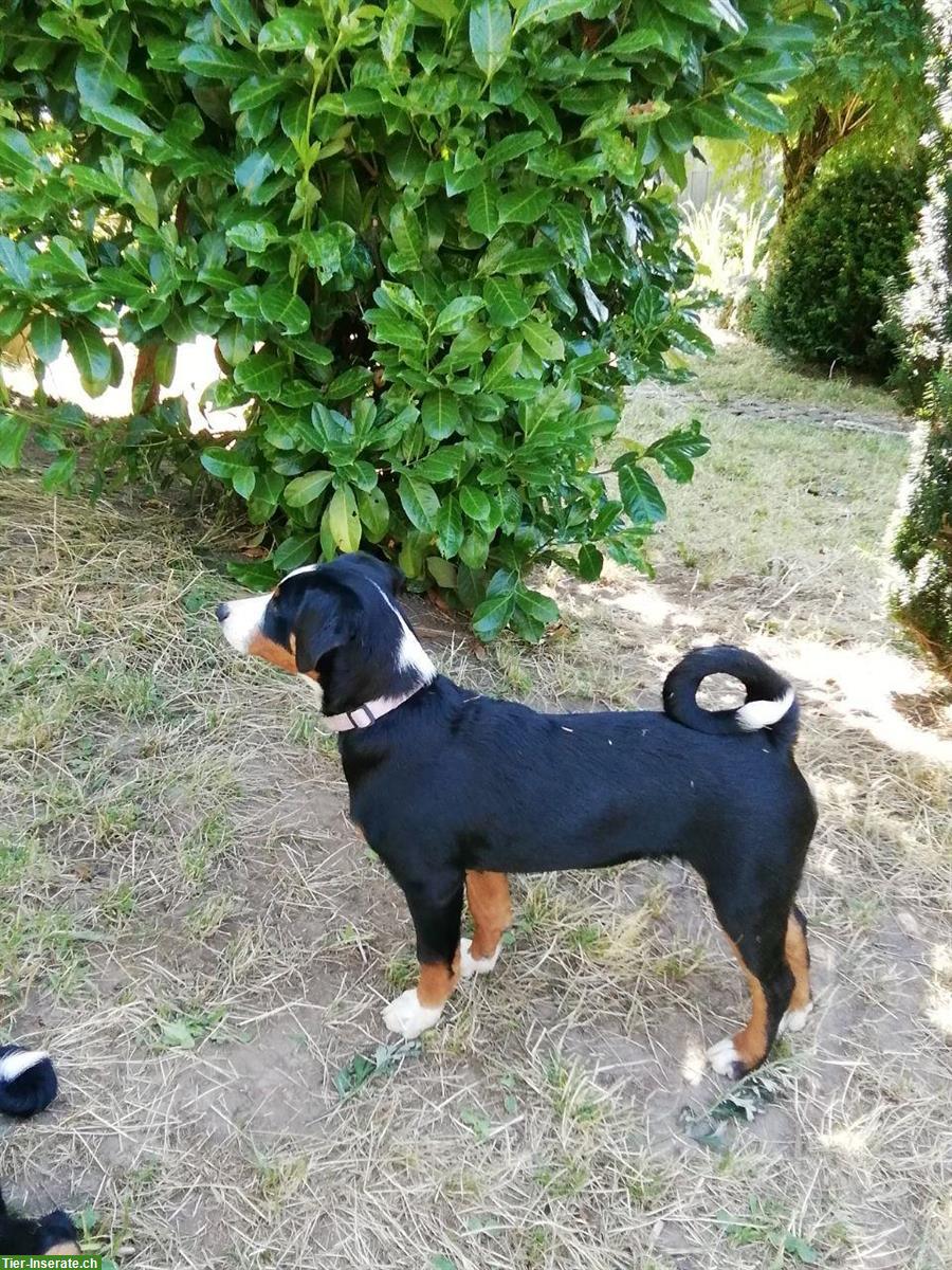 Bild 5: 2 Appenzeller Sennenhund Welpen zu verkaufen