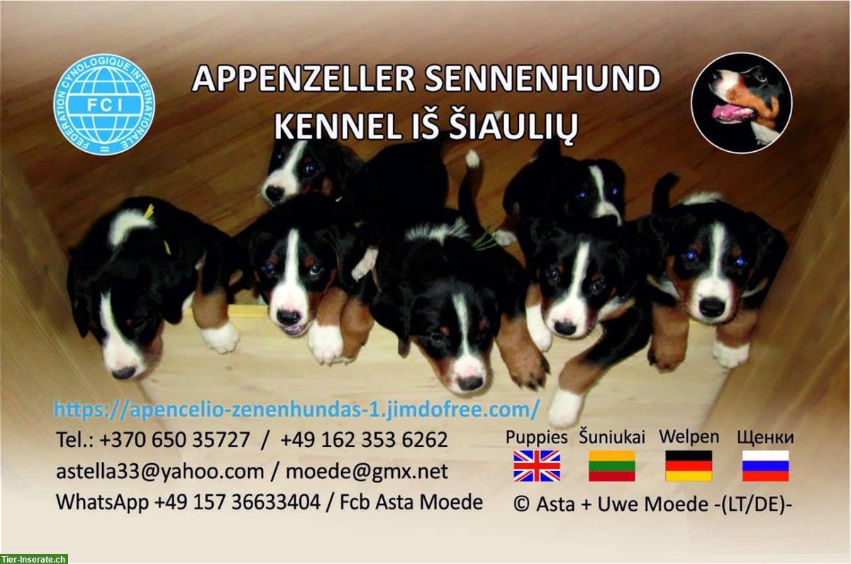 Bild 7: 2 Appenzeller Sennenhund Welpen zu verkaufen