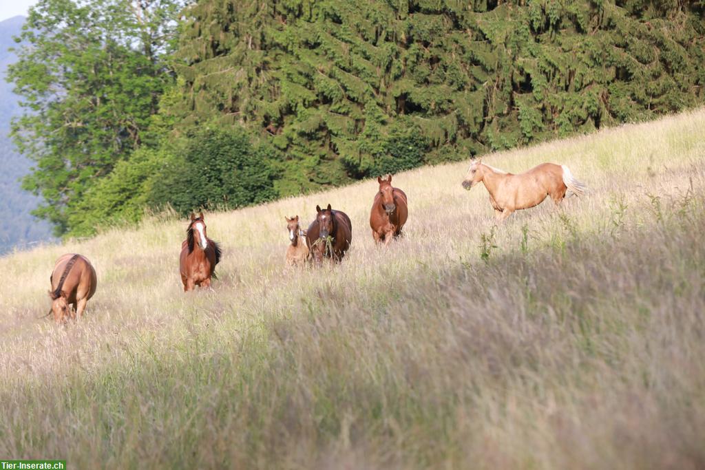 Bild 2: American Paint Horses und Quarter Horses zu verkaufen