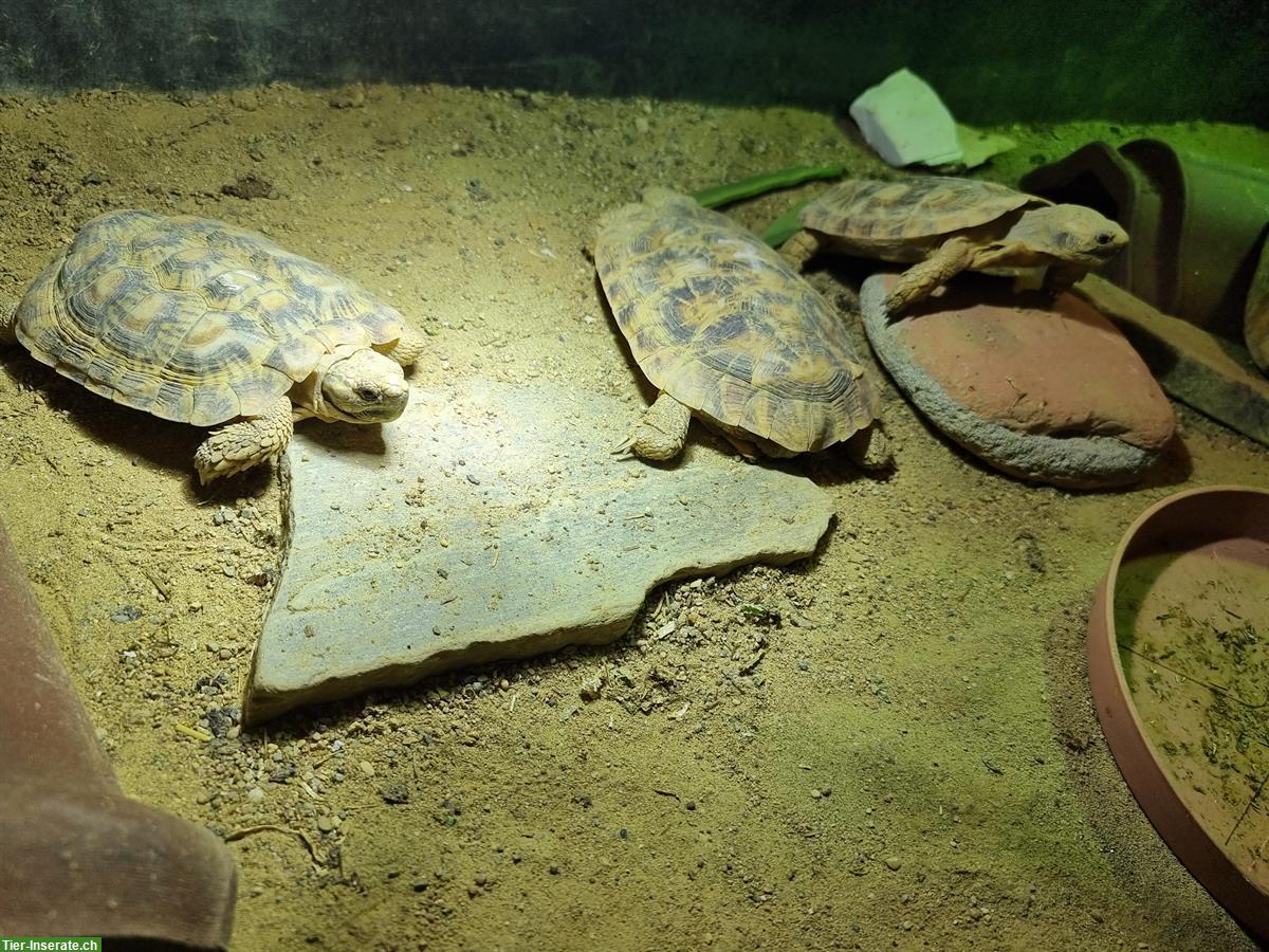 Malacochersus tornieri, Spaltenschildkröten Zuchtgruppen abzugeben