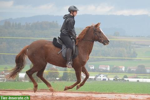 Bild 5: Freie Praktikumsstelle auf Pferdehof in Bern per sofort oder n.V.