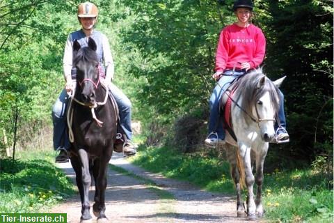 Bild 9: Freie Praktikumsstelle auf Pferdehof in Bern per sofort oder n.V.