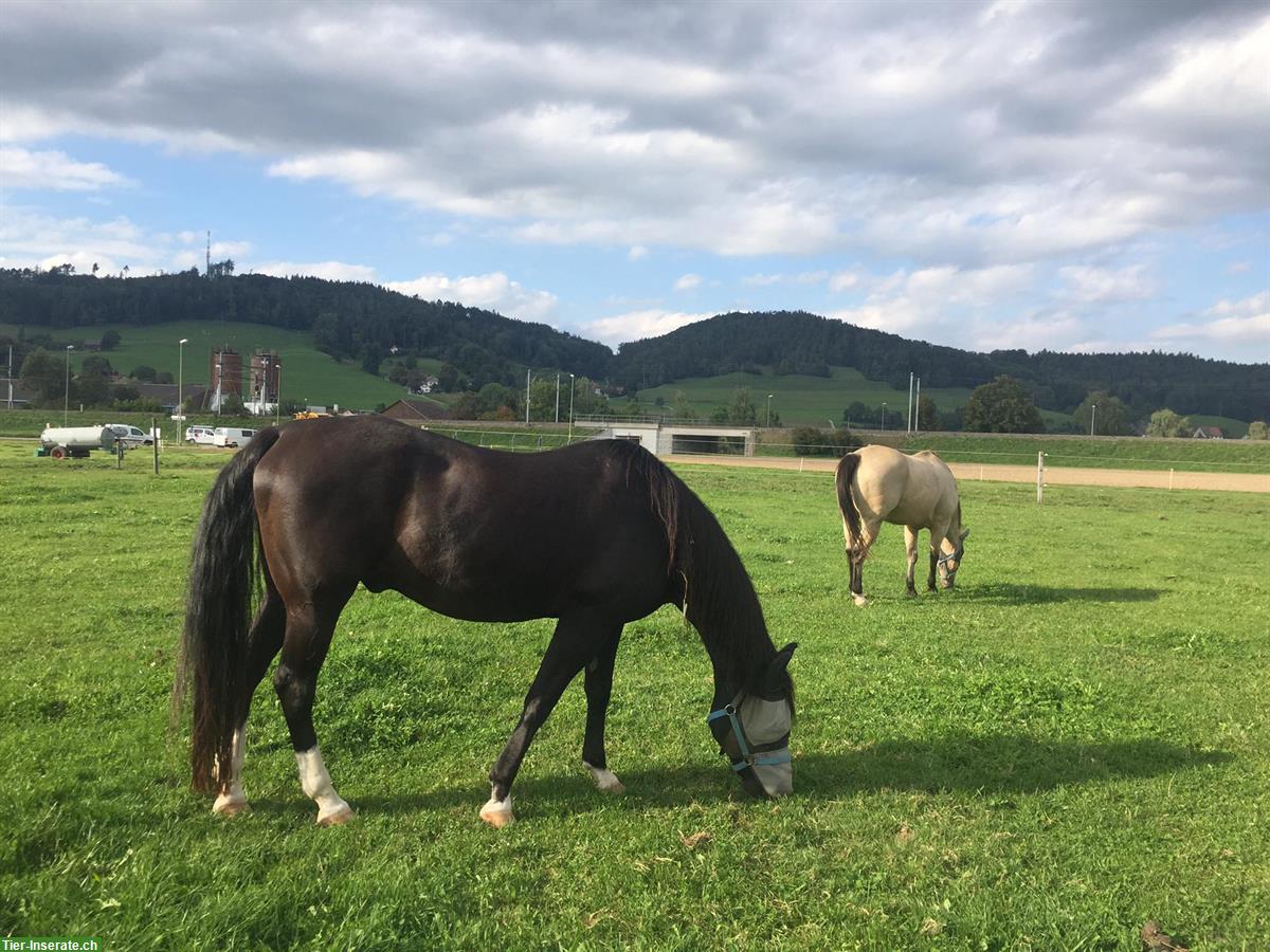 Reitbeteiligung auf älterem Westernpferd in Elgg ZH