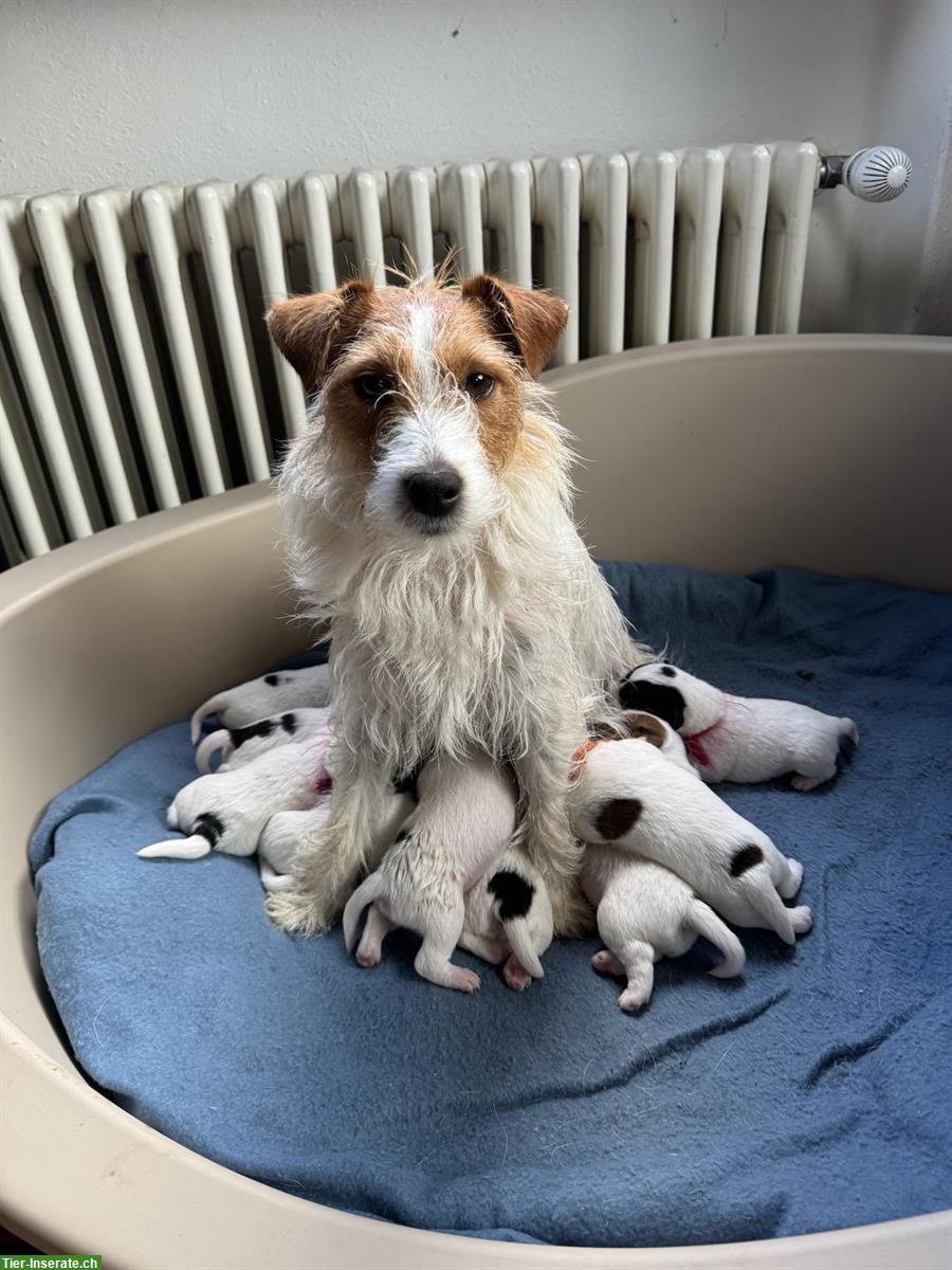 Jack Russell Terrier Rauhaar Welpen mit SKG Stammbaum