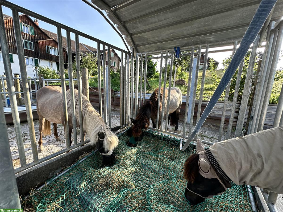 Bild 4: Pferdestall Pfruendweid Effretikon bietet Platz in kleinem Aktivstall