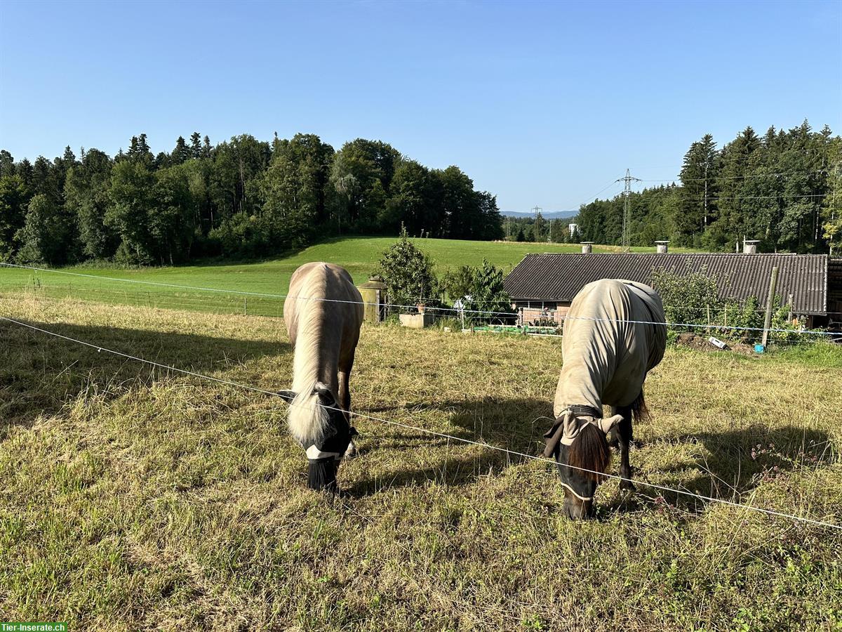 Bild 5: Pferdestall Pfruendweid Effretikon bietet Platz in kleinem Aktivstall