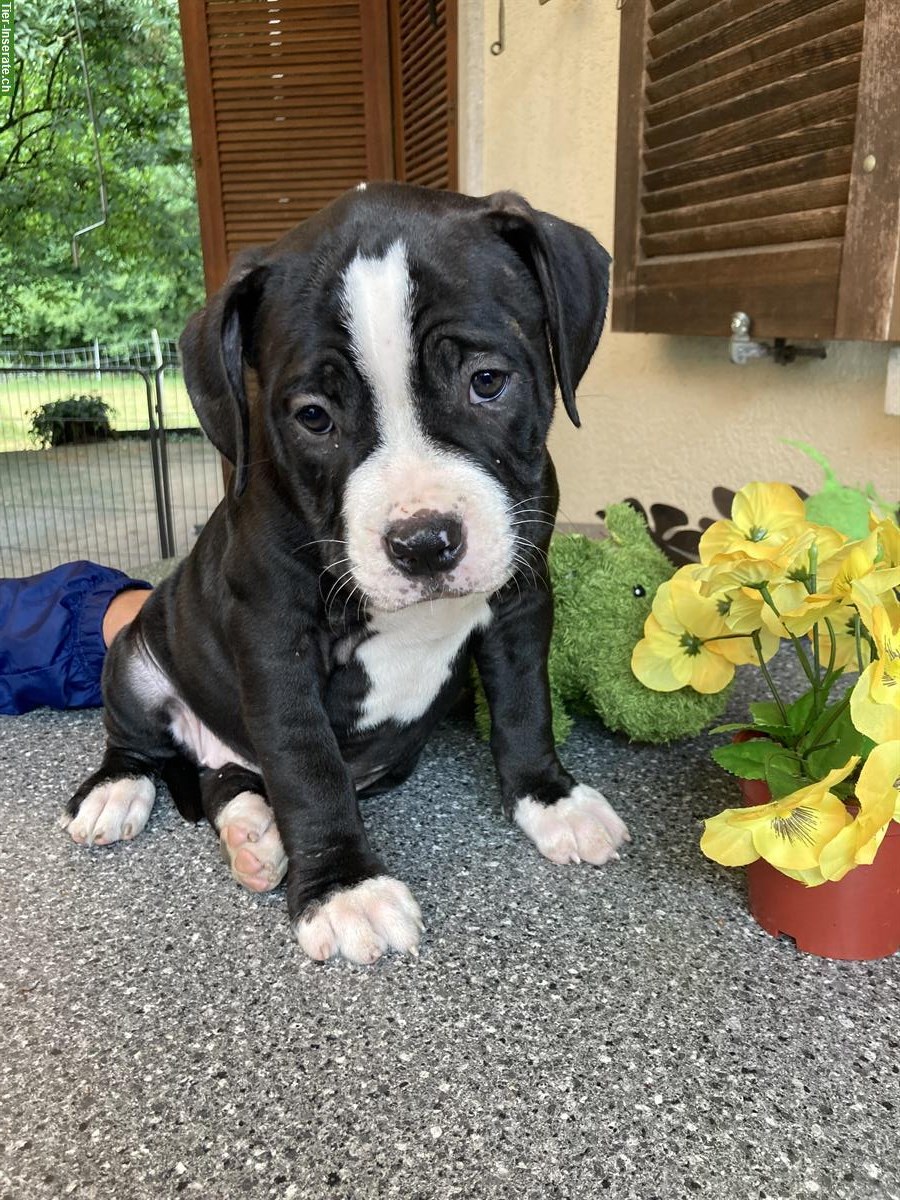 Bild 2: Old Englisch Bulldogge, Welpen