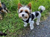 Biewer Yorkshire Terrier Deckrüde