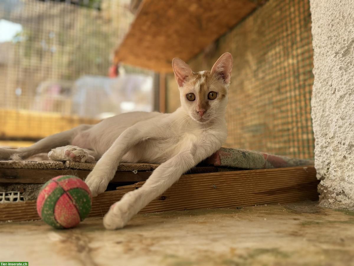 Bild 2: Kater Paris sucht ein liebes Zuhause als Einzelkatze