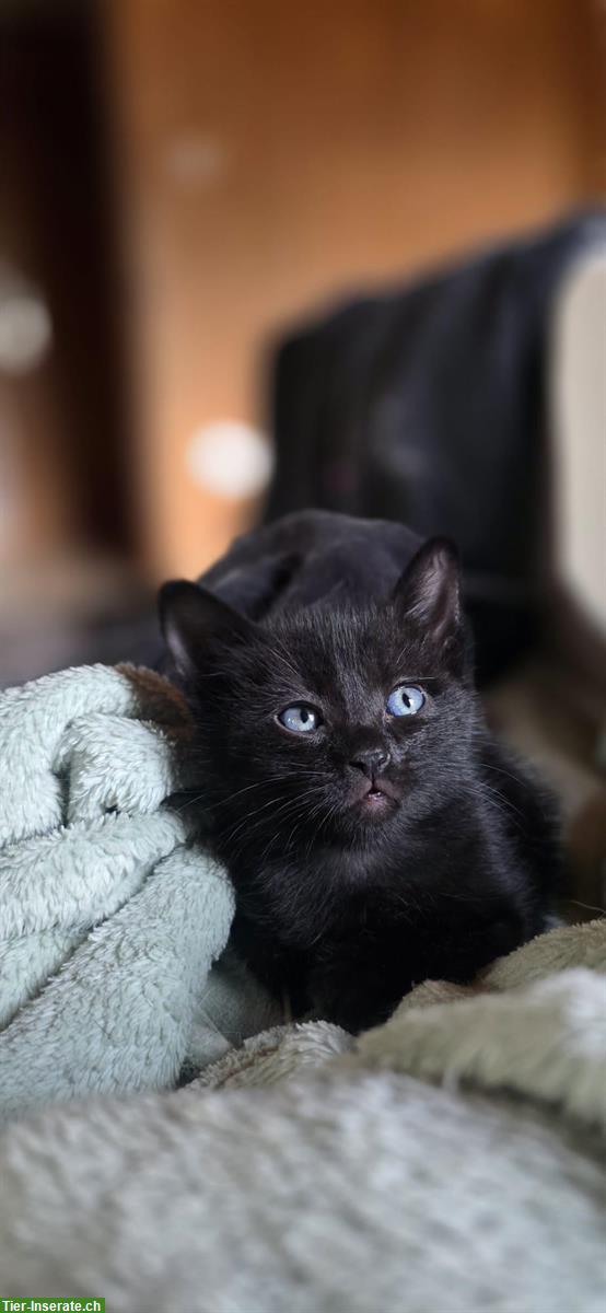 Bild 4: Wunderschöne junge Katzen Mischlinge suchen Zuhause