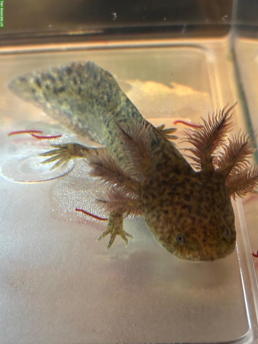 Axolotl, Ambystoma mexicanum abzugeben, Schwarz & Wildtype