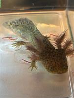 Axolotl, Ambystoma mexicanum abzugeben, schwarz & wildtype