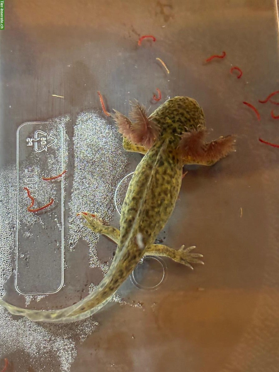 Bild 2: Axolotl, Ambystoma mexicanum abzugeben, Schwarz & Wildtype