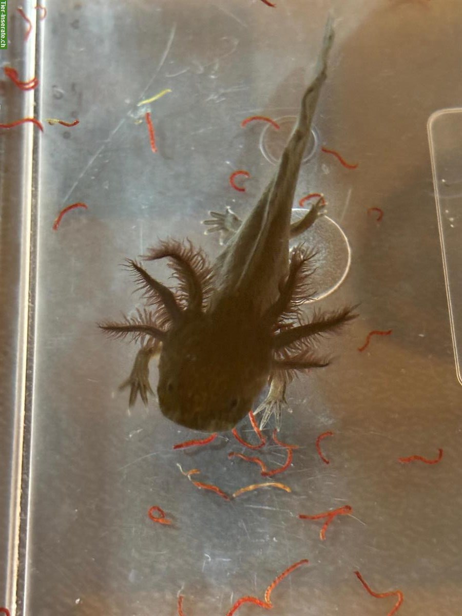 Bild 3: Axolotl, Ambystoma mexicanum abzugeben, Schwarz & Wildtype