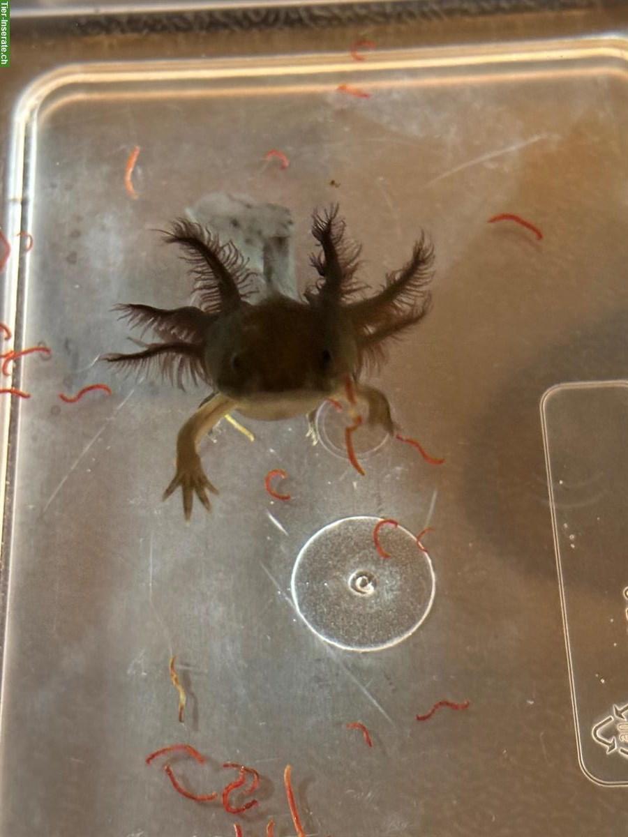 Bild 4: Axolotl, Ambystoma mexicanum abzugeben, Schwarz & Wildtype