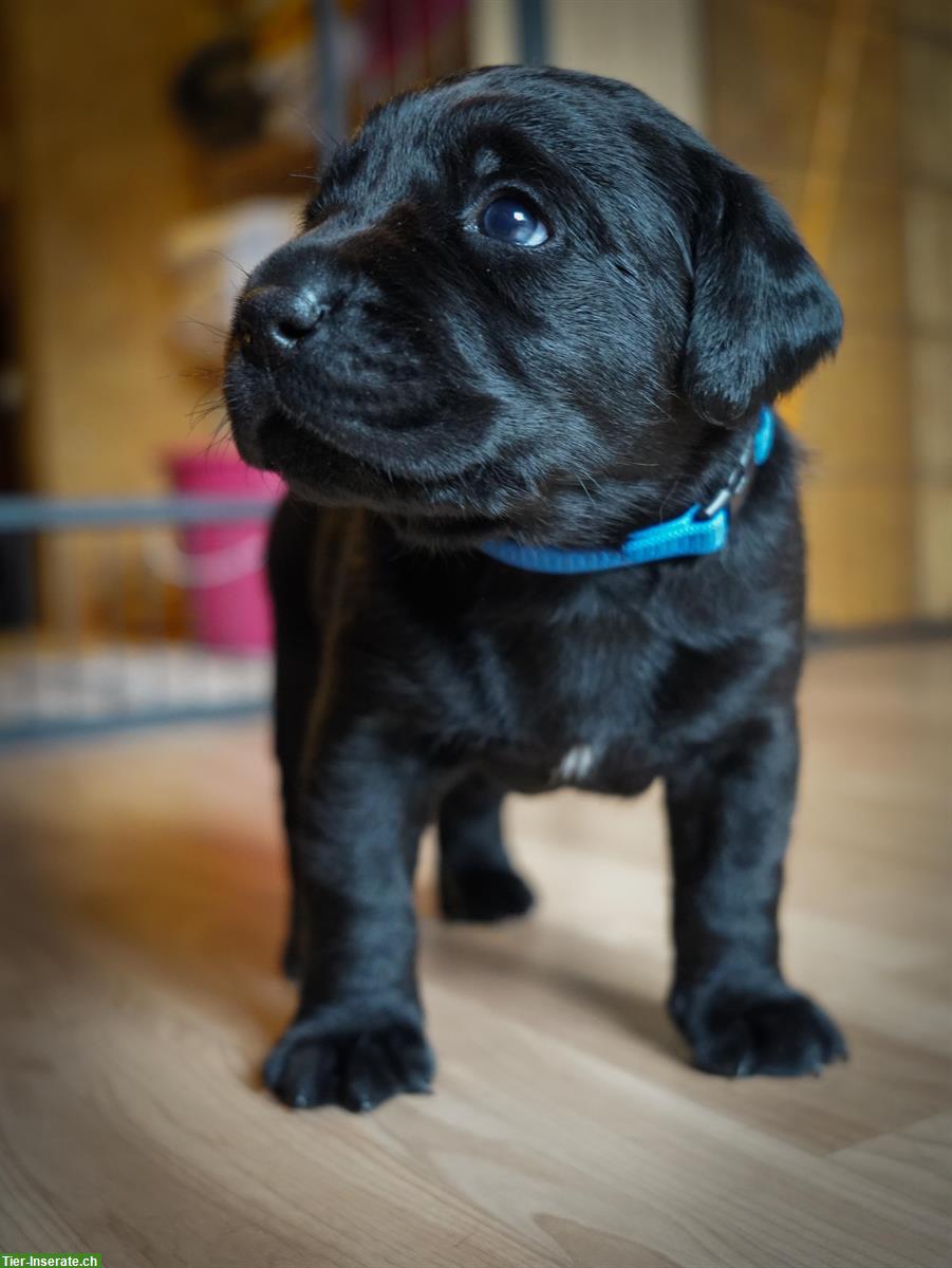 Labrador Welpen, schwarz, Rüden, Abgabe Ende Sept.