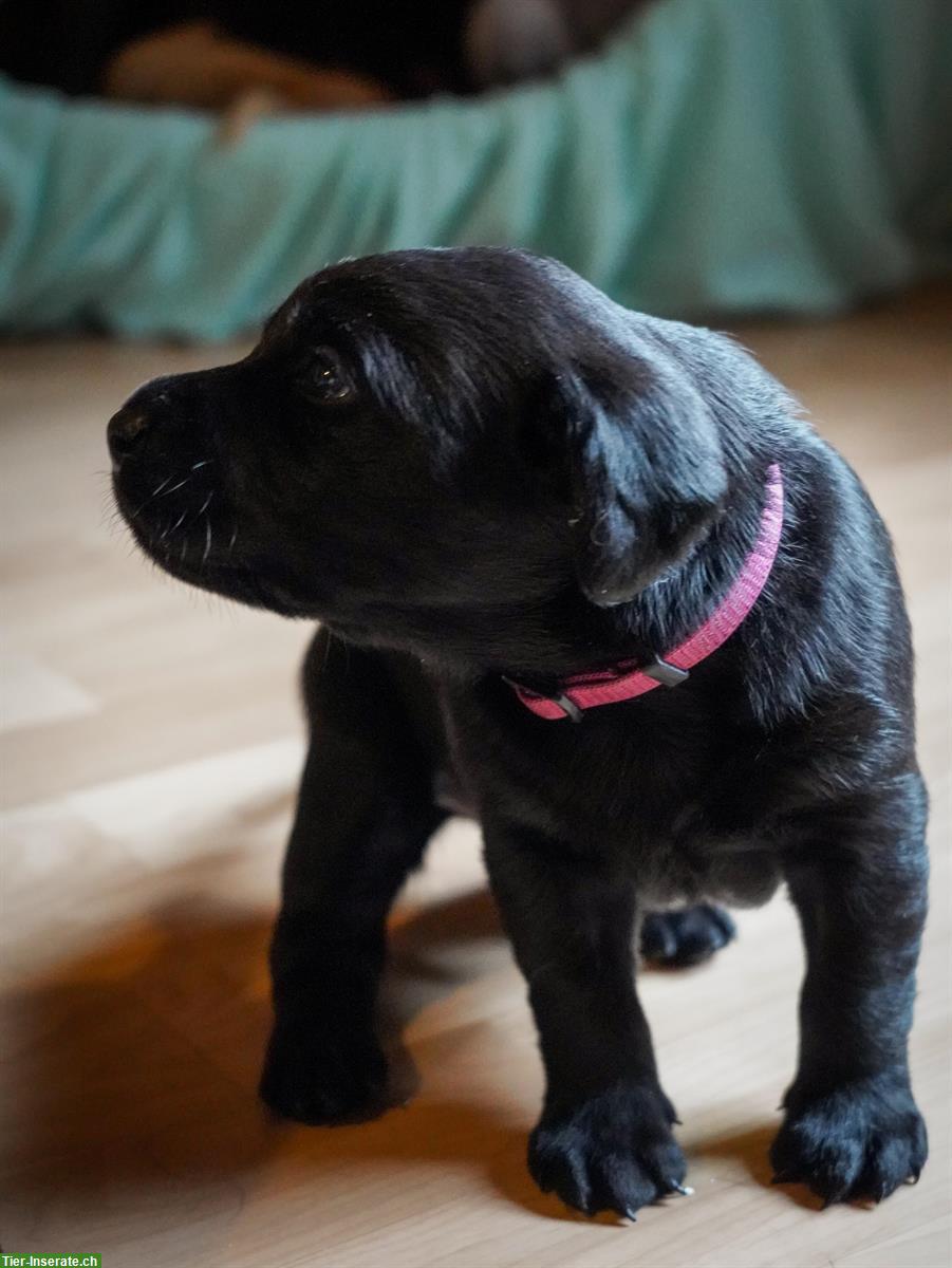 Bild 2: Labrador Welpen, schwarz, Rüden, Abgabe Ende Sept.