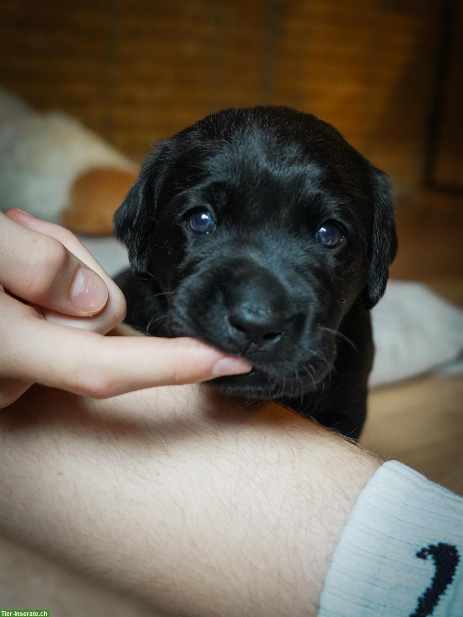 Bild 3: Labrador Welpen, schwarz, Rüden, Abgabe Ende Sept.