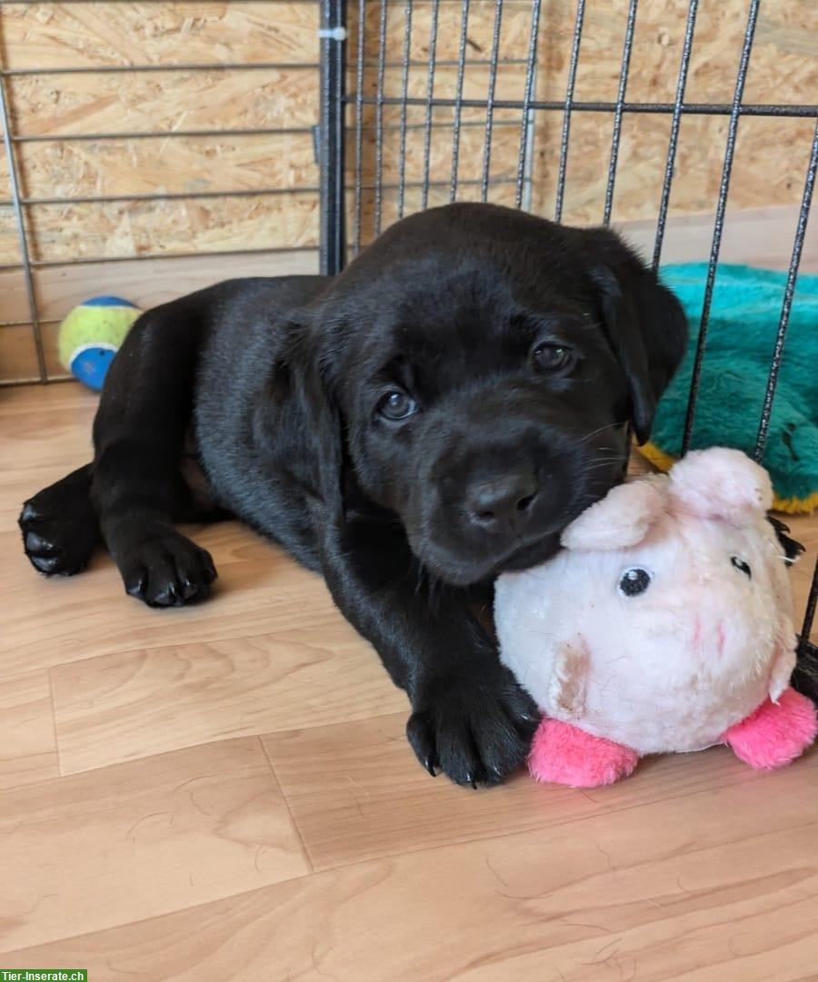 Bild 4: Labrador Welpen, schwarz, Rüden, Abgabe Ende Sept.