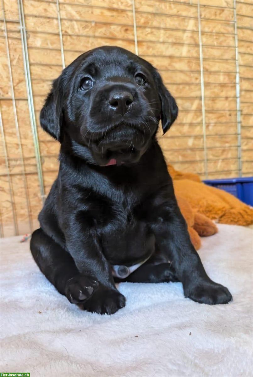 Bild 5: Labrador Welpen, schwarz, Rüden, Abgabe Ende Sept.