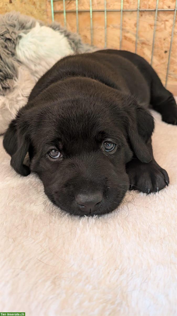 Bild 6: Labrador Welpen, schwarz, Rüden, Abgabe Ende Sept.