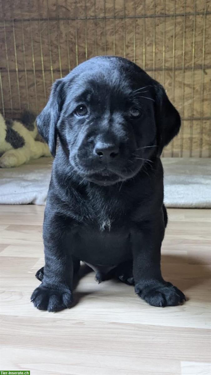 Bild 7: Labrador Welpen, schwarz, Rüden, Abgabe Ende Sept.