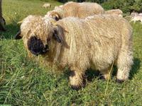 Walliser Schwarznasen Bocklämmer zu verkaufen