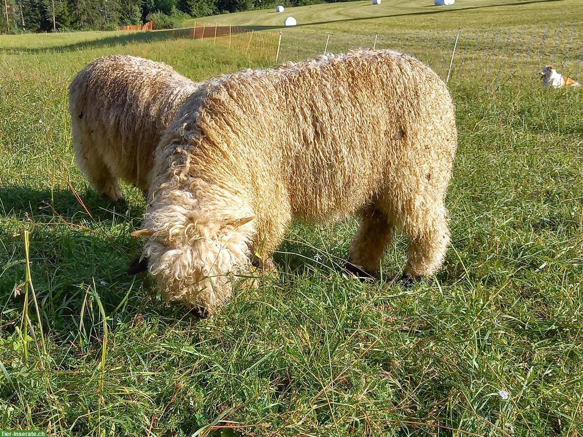 Bild 2: Walliser Schwarznasen Lämmer zu verkaufen