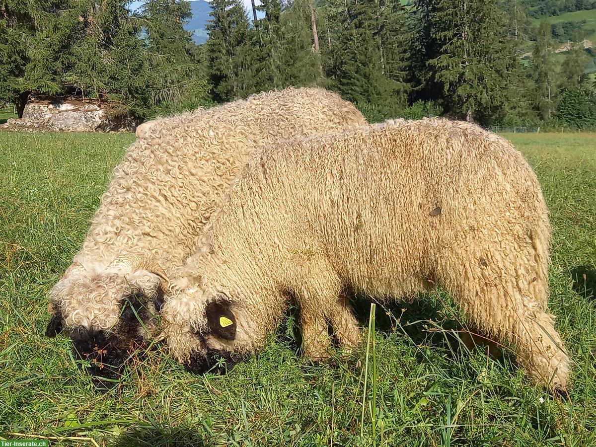 Bild 3: Walliser Schwarznasen Bocklämmer zu verkaufen