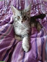 Maine Coon Kitten mit Stammbaum suchen liebes Zuhause