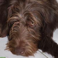 Goldendoodle Welpen mit Ahnentafel zu verkaufen