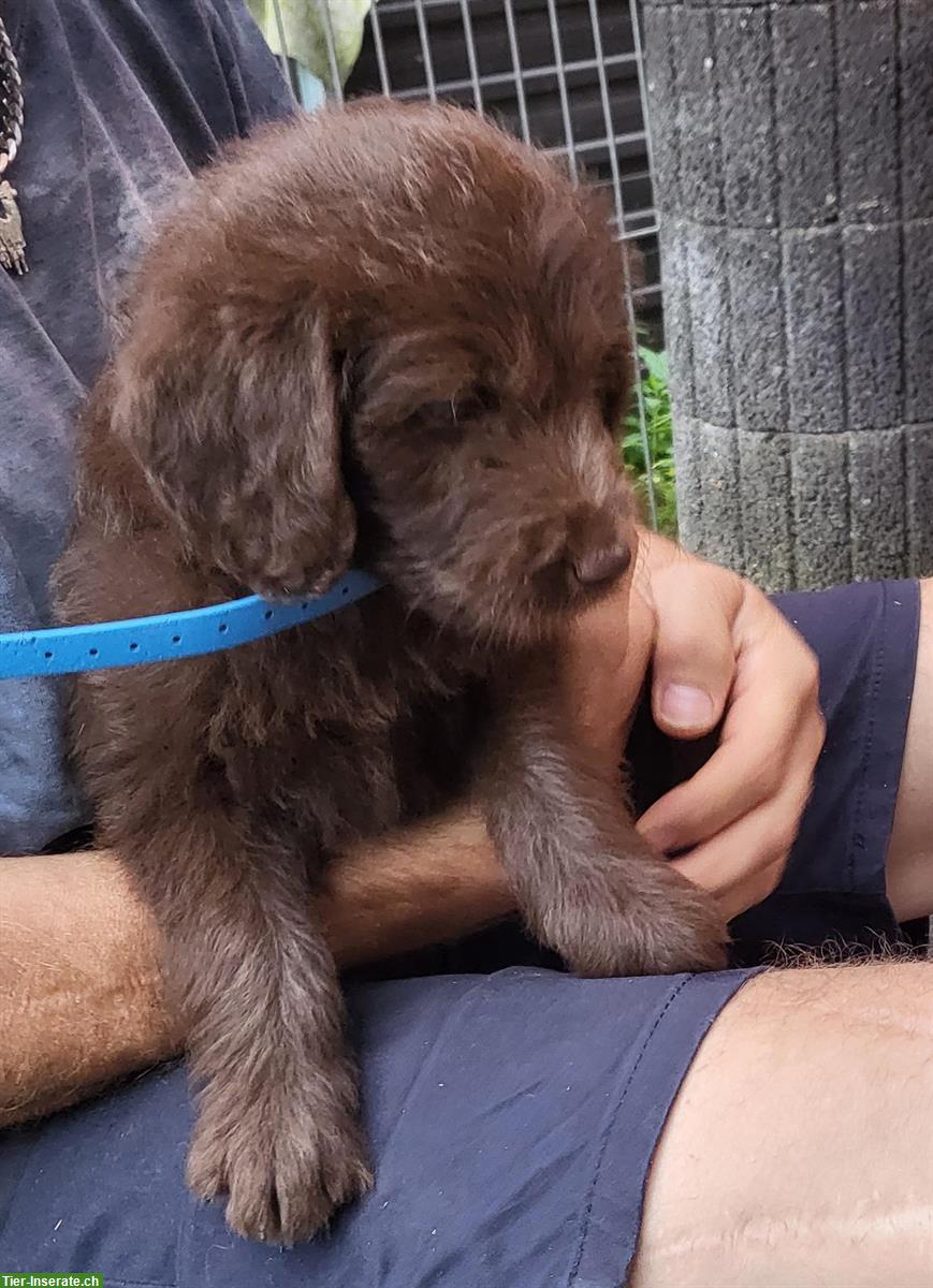 Bild 3: Goldendoodle / Labradoodle Welpen mit Ahnentafel