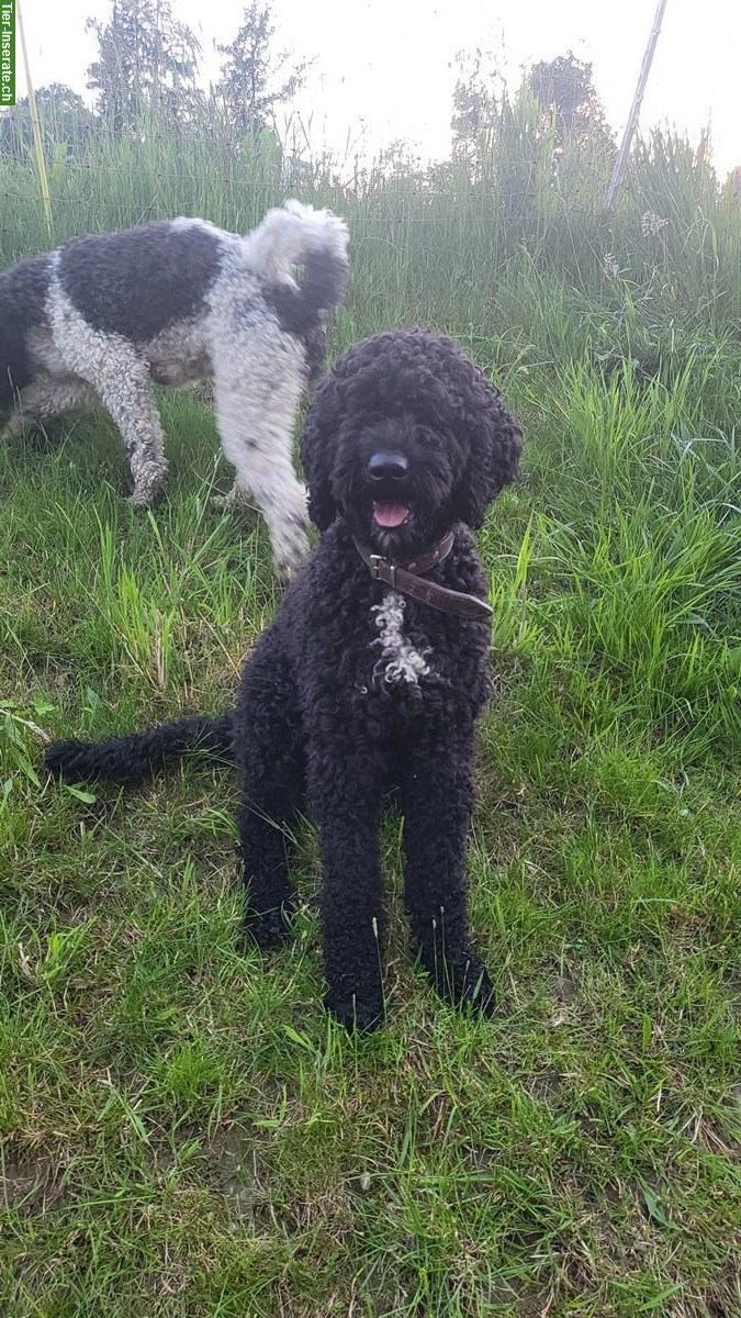 Bild 5: Goldendoodle / Labradoodle Welpen mit Ahnentafel