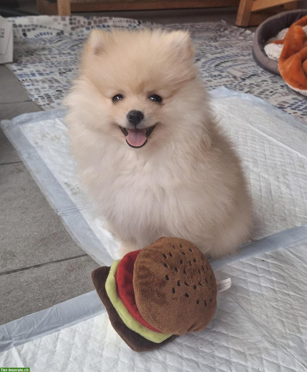 Chanel Kleinspitz Pomeranian (Toy) Hündin