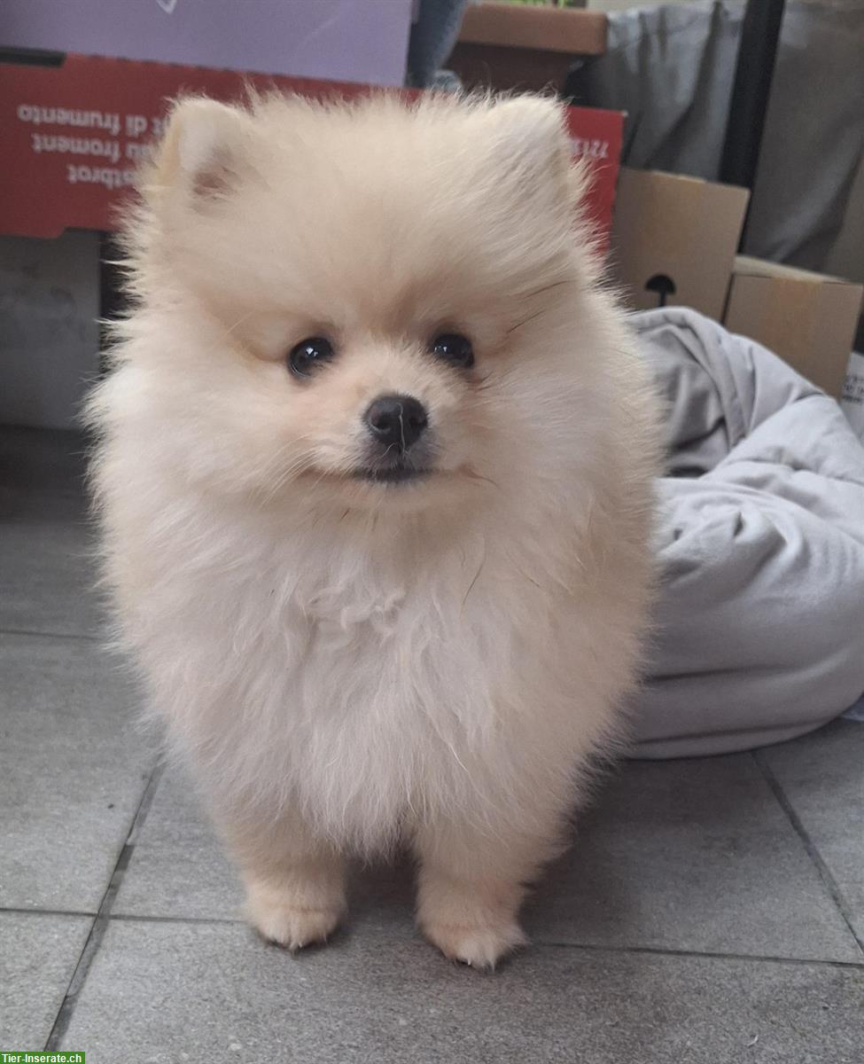 Bild 2: Chanel Kleinspitz Pomeranian (Toy) Hündin