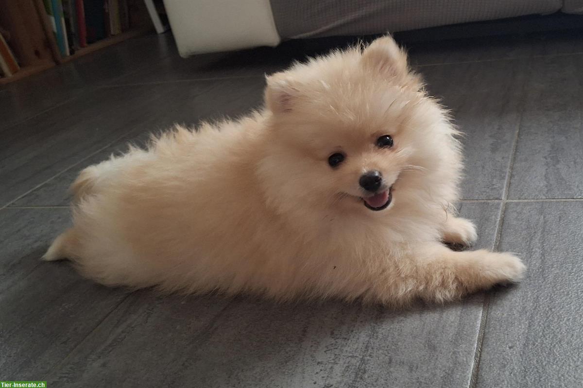 Bild 3: Chanel Kleinspitz Pomeranian (Toy) Hündin