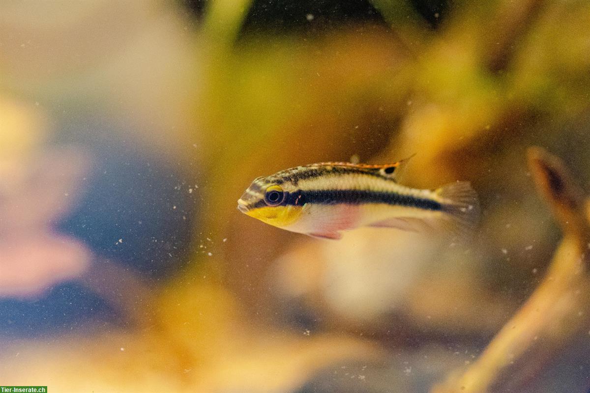 3x Junge Purpurprachtbarsche, weiblich, Pelvicachromis pulcher