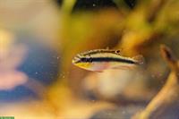 3x Junge Purpurprachtbarsche, weiblich, Pelvicachromis pulcher