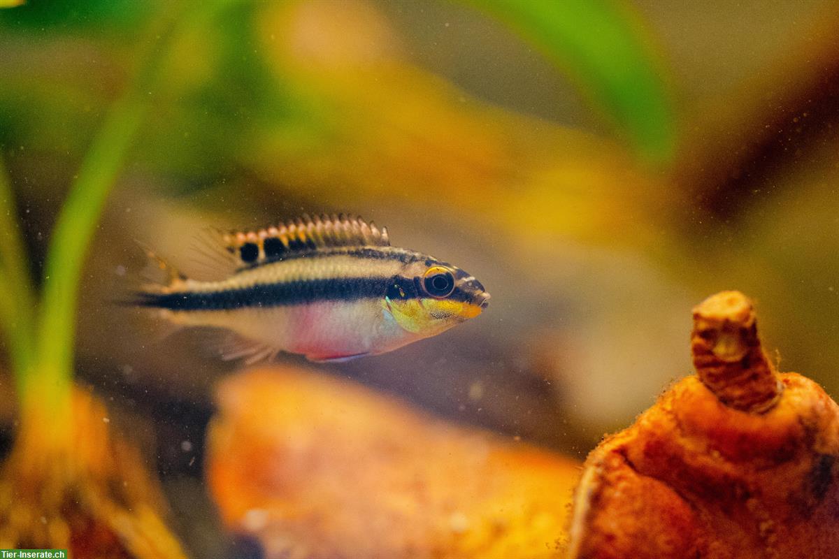 Bild 2: 3x Junge Purpurprachtbarsche, weiblich, Pelvicachromis pulcher