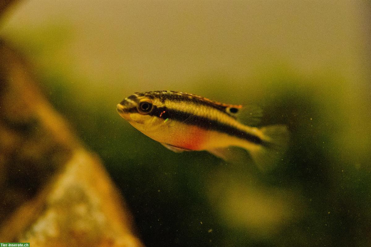 Bild 3: 3x Junge Purpurprachtbarsche, weiblich, Pelvicachromis pulcher