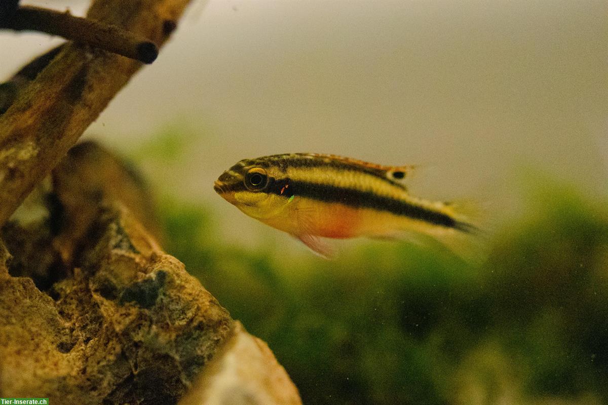 Bild 4: 3x Junge Purpurprachtbarsche, weiblich, Pelvicachromis pulcher