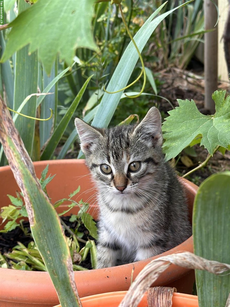 Bild 2: Junge Katzen / Kitten vom Bauernhof suche ein Zuhause