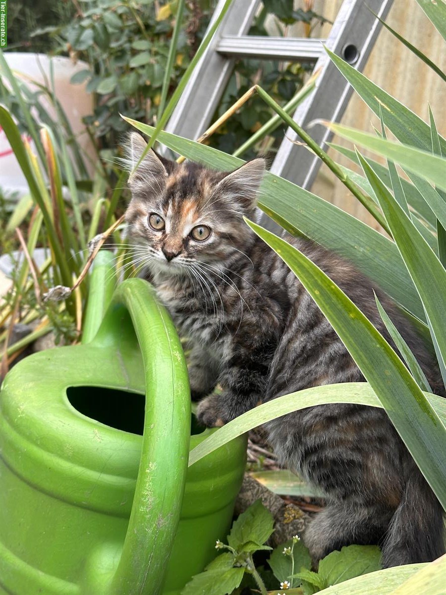 Bild 3: Junge Katzen / Kitten vom Bauernhof suche ein Zuhause