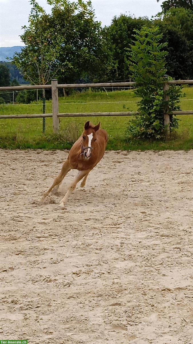 Bild 5: Quarter Hengstfohlen mit Top Abstammung