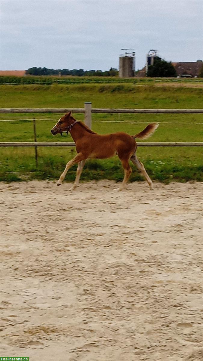 Bild 6: Quarter Hengstfohlen mit Top Abstammung