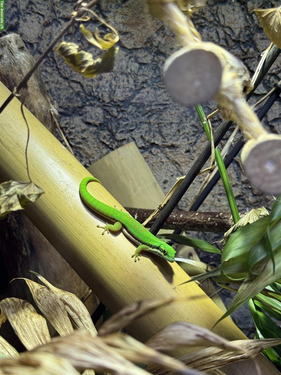 Bild 2: Phelsuma Nigristriata 1.0 | Schwarzstreifen Taggecko