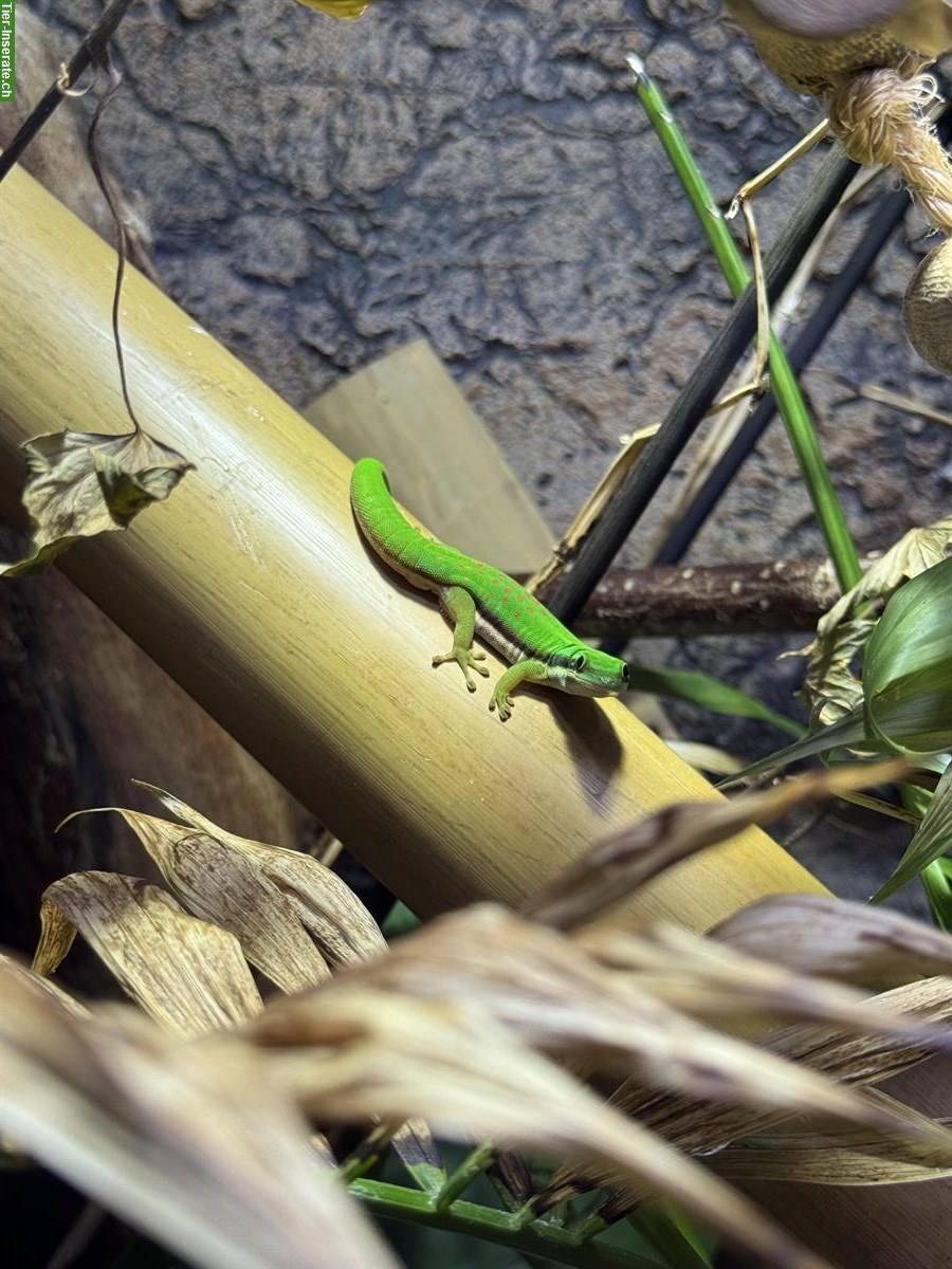 Bild 3: Phelsuma Nigristriata 1.0 | Schwarzstreifen Taggecko